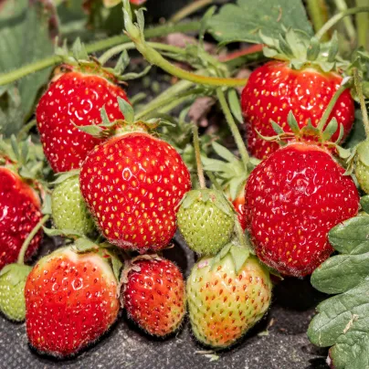 Jahodník stáleplodící Elan F1 - Fragaria ananassa - osivo jahodníku - 10 ks