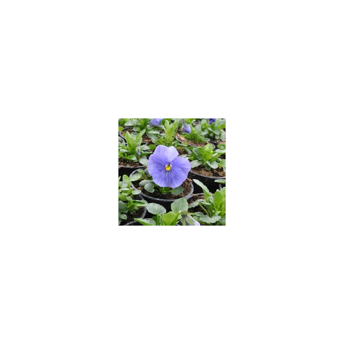 Violka Carneval F1 Azure - Viola x wittrockiana - osivo violky - 20 ks