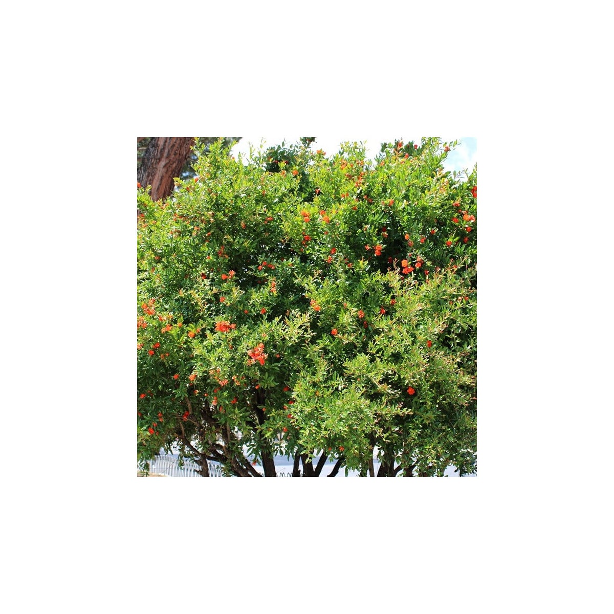 Granátovník - Punica Granatum - osivo granátovníku - 5 ks