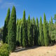 Cypřiš pravý - Cupressus sempervirens - osivo cypřiše - 7 ks