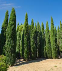 Cypřiš pravý - Cupressus sempervirens - osivo cypřiše - 7 ks