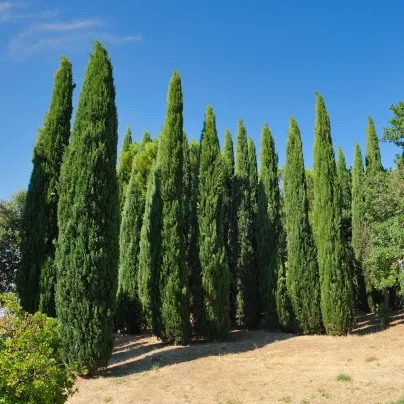 Cypřiš pravý - Cupressus sempervirens - osivo cypřiše - 7 ks