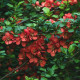 Kdoulovec - Chaenomeles japonica - osivo kdoulovce - 10 ks
