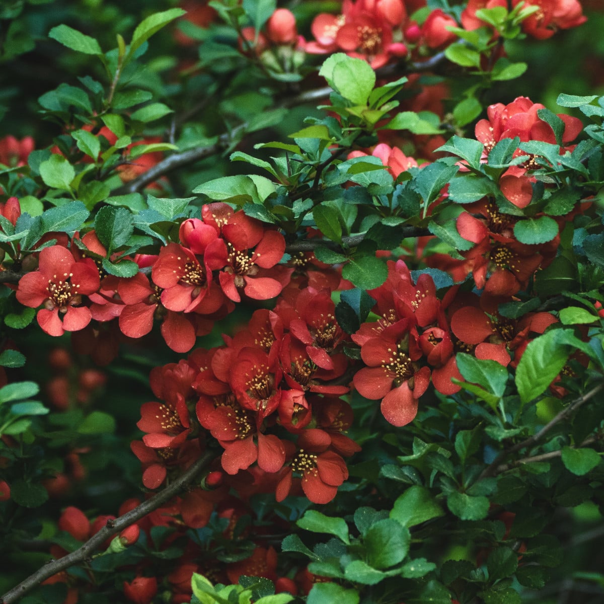 Kdoulovec - Chaenomeles japonica - osivo kdoulovce - 10 ks