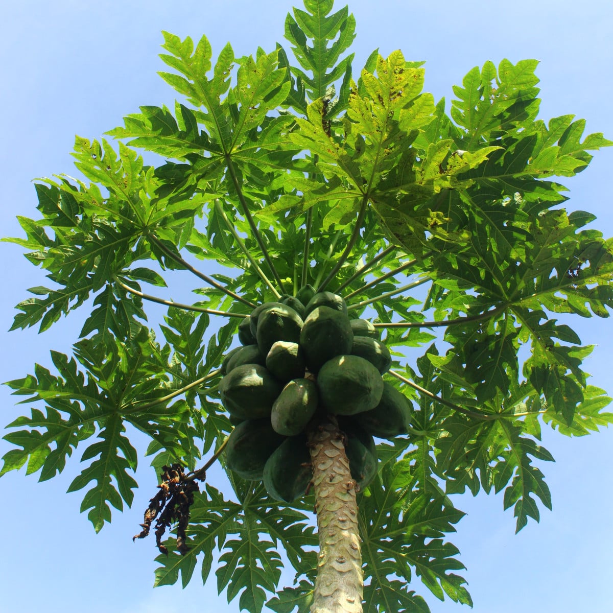 Papája melounová - Carica papaya - osivo papáji - 4 ks