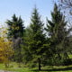 Jedle Pindrow - Abies Pindrow - osivo jedle - 15 ks