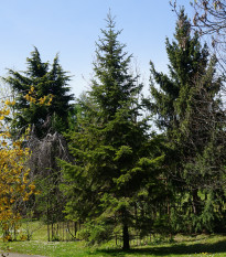 Jedle Pindrow - Abies Pindrow - osivo jedle - 15 ks