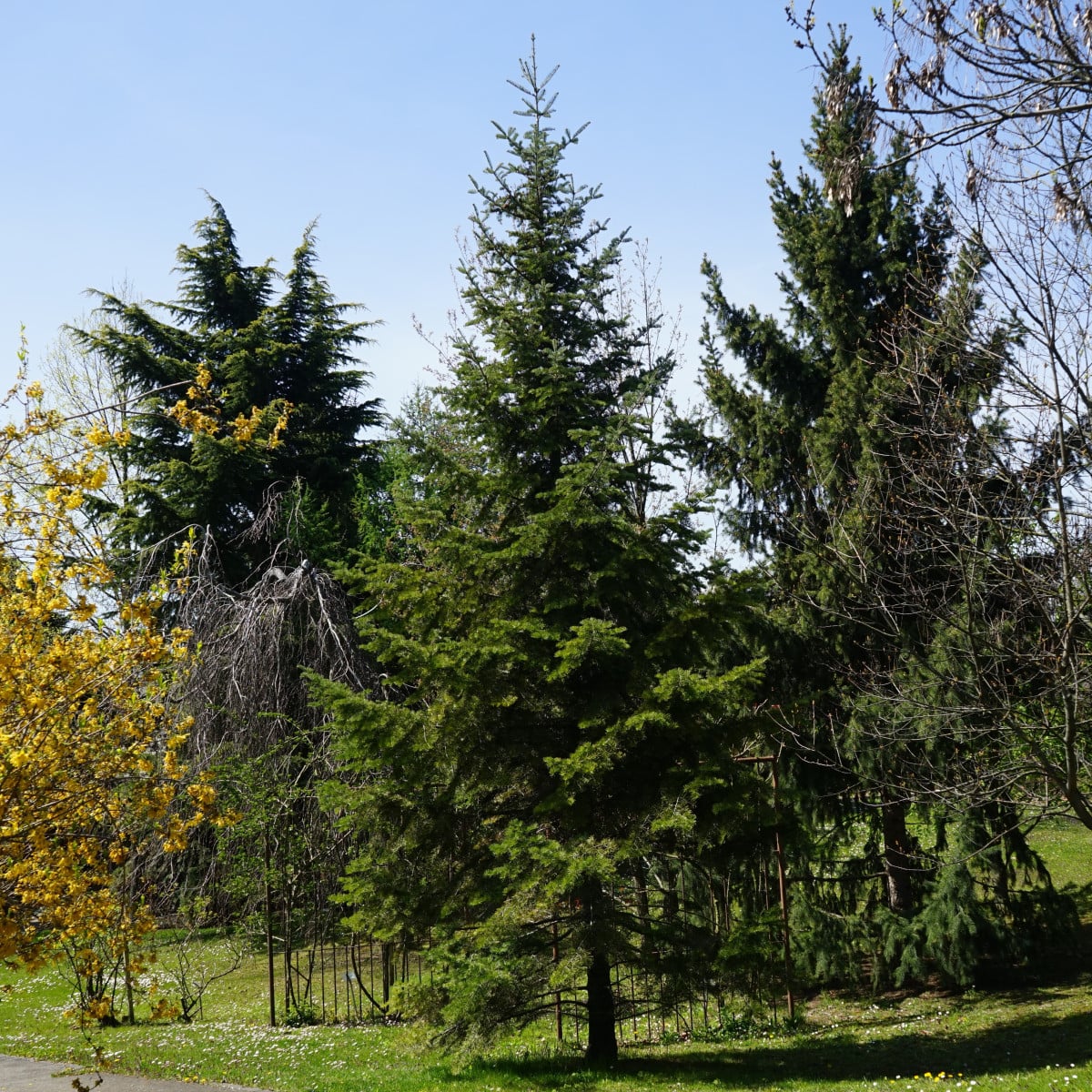Jedle Pindrow - Abies Pindrow - osivo jedle - 15 ks