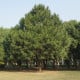 Borovice Roxburghova - Pinus roxburhii - osivo borovice - 5 ks