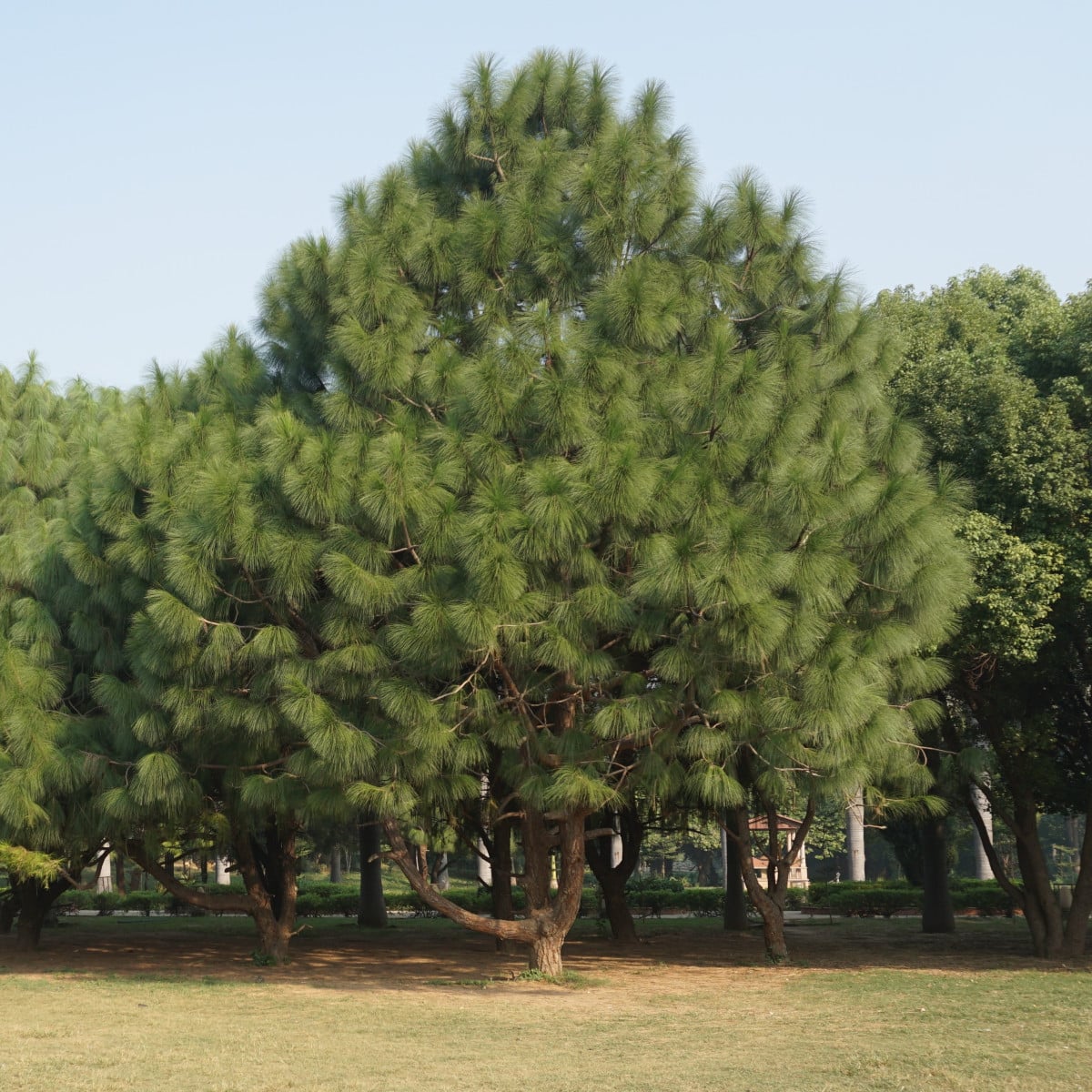 Borovice Roxburghova - Pinus roxburhii - osivo borovice - 5 ks