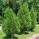 Túje - Thuja plicata - osivo túje - 18 ks