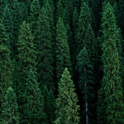 Smrk štětinatý - Smrk dračí - Picea asperata - osivo smrku - 8 ks