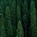 Smrk štětinatý - Smrk dračí - Picea asperata - osivo smrku - 8 ks