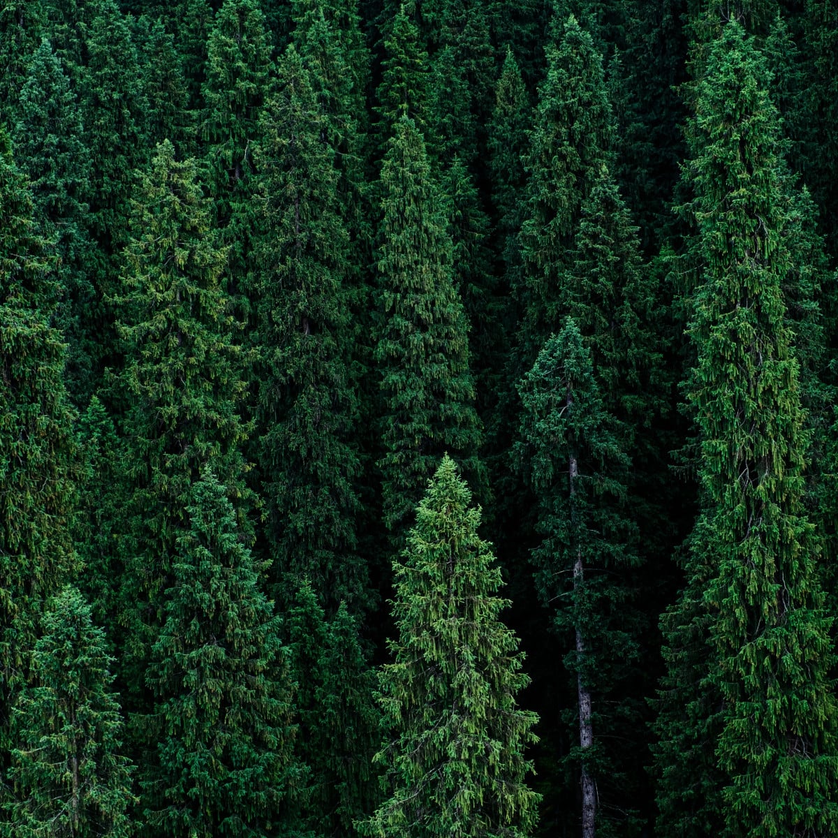 Smrk štětinatý - Smrk dračí - Picea asperata - osivo smrku - 8 ks