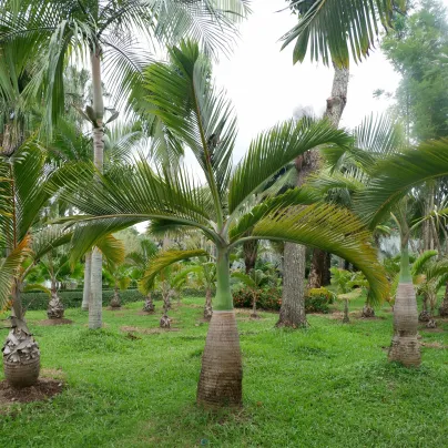 Palma lahvová - Hyophorbe lagenicaulis - osivo palmy - 3 ks