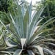 Agáve - Agave atrovirens - osivo agáve - 10 ks