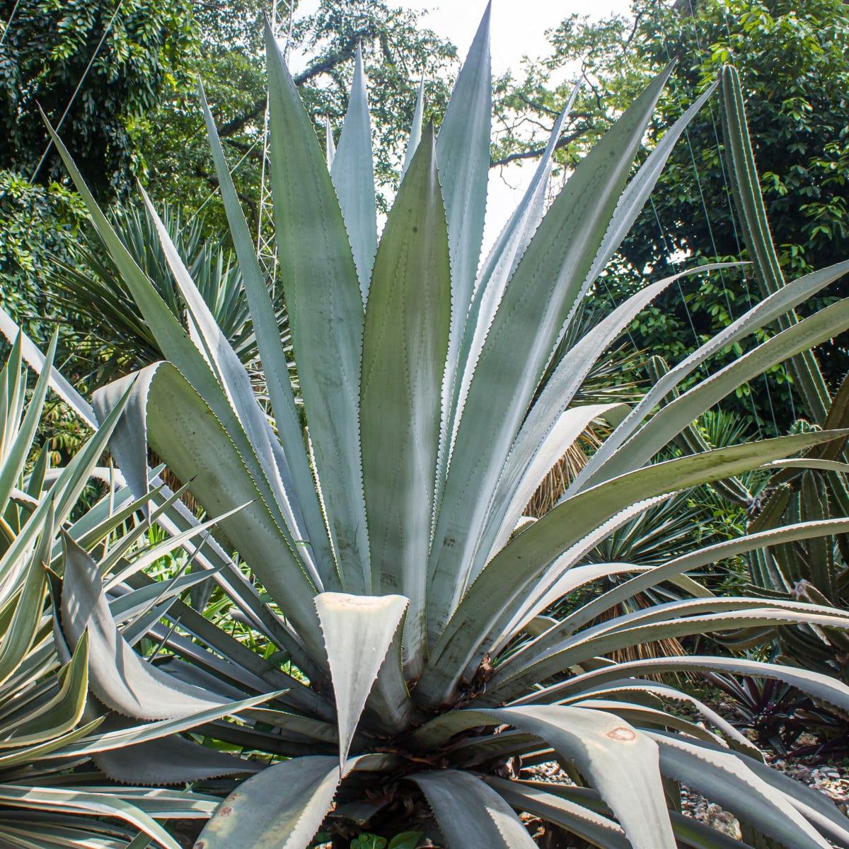 Agáve - Agave atrovirens - osivo agáve - 10 ks