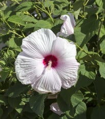 Ibišek bahenní Mallo Rose - Hibiscus moscheutos - osivo ibišku - 5 ks