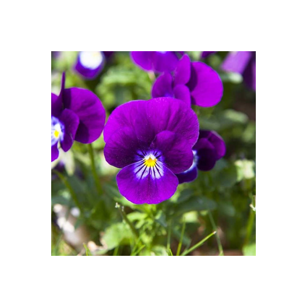 Violka Twix F1 Violet Flare - Viola cornuta - osivo violky - 20 ks