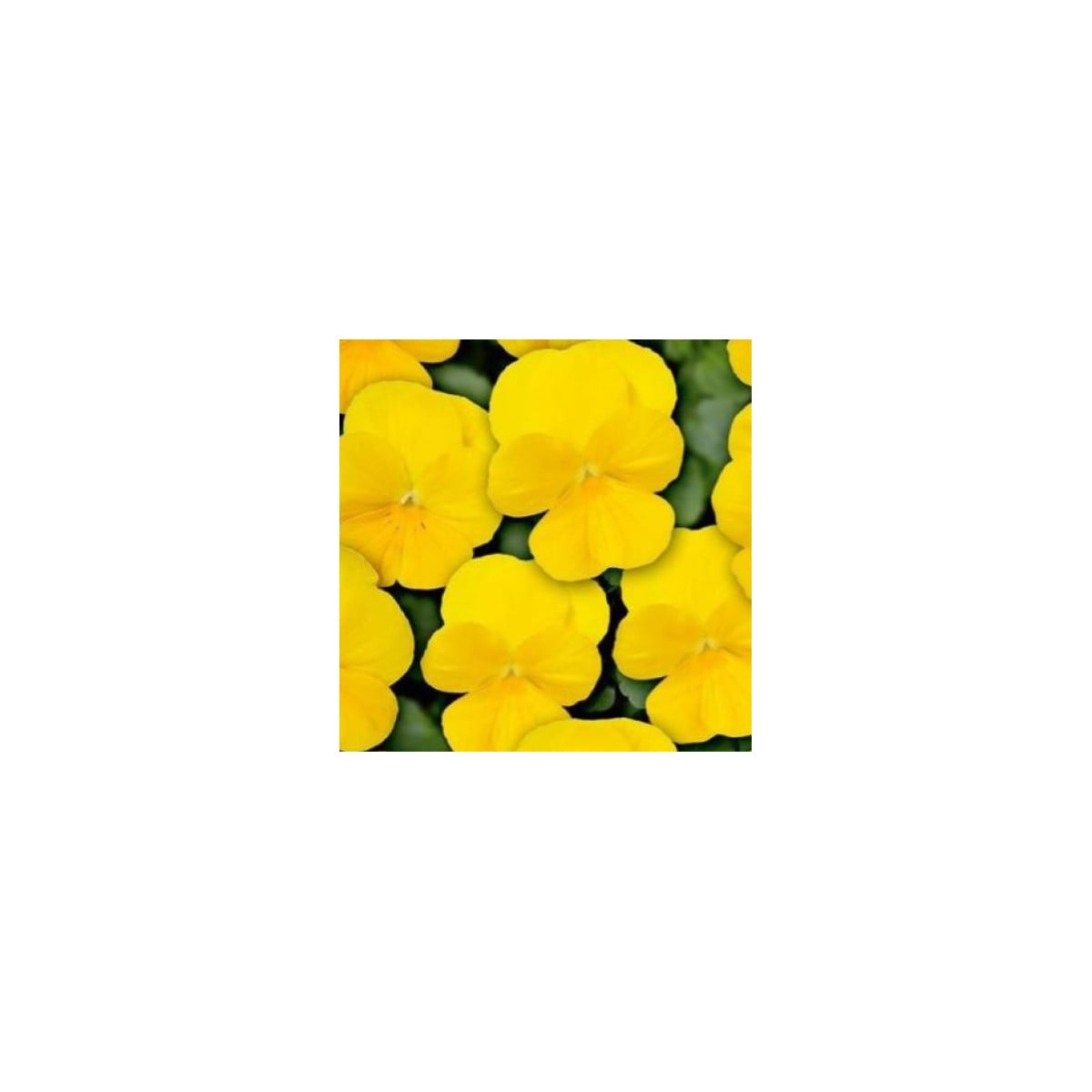 Violka Twix F1 Yellow - Viola cornuta - osivo violky - 20 ks