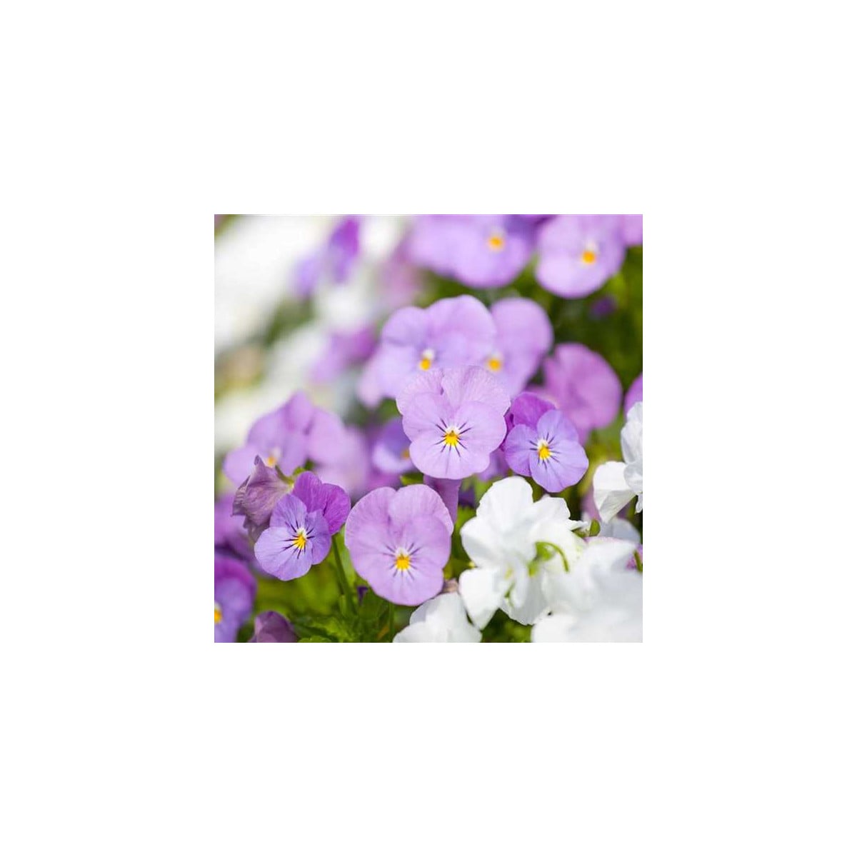 Violka Twix F1 Rosy - Viola cornuta - osivo violky - 20 ks