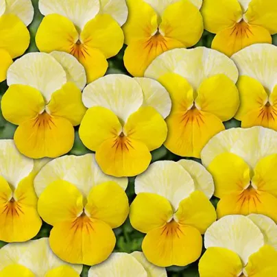 Violka Ice Babies F1 Golden Yellow - Viola cornuta - osivo violky - 20 ks