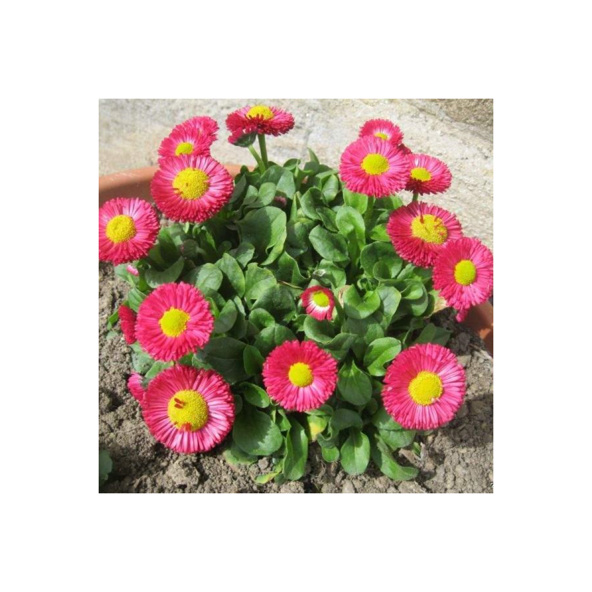 Sedmikráska Speedstar Plus Rose - Bellis perennis - osivo sedmikrásky - 40 ks