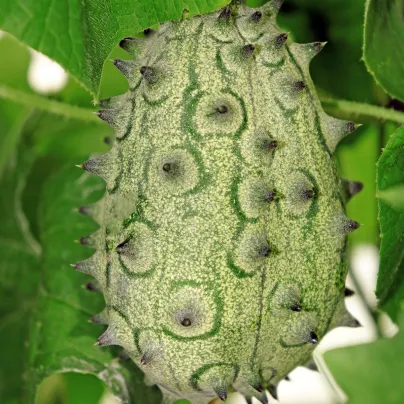 BIO Kiwano - Cucumis metuliferus - bio osivo kiwana - 7 ks