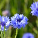 BIO Chrpa modrá - Centaurea cyanus - bio osivo chrpy - 30 ks