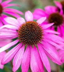 Třapatkovka Primadonna Deep Rose - Echinacea purpurea - osivo třapatkovky - 15 ks