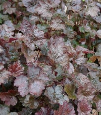 Dlužicha Palace Purple - Heuchera micrantha - osivo dlužichy - 20 ks