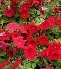 Petúnie Cascadini F1 Red - Petunia x atkinsiana - osivo petúnie - 15 ks