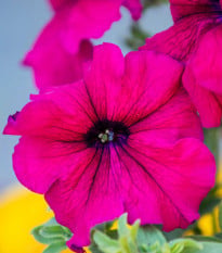 Petúnie Cascadini F1 Purple - Petunia x atkinsiana - osivo petúnie - 15 ks