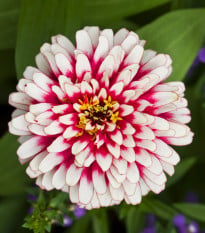 Ostálka Flamenco - Zinnia elegans - osivo ostálky - 50 ks