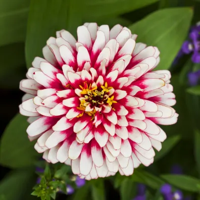 Ostálka Flamenco - Zinnia elegans - osivo ostálky - 50 ks