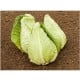 BIO Zelí bílé Eersteling - Brassica oleracea - bio osivo zelí - 20 ks