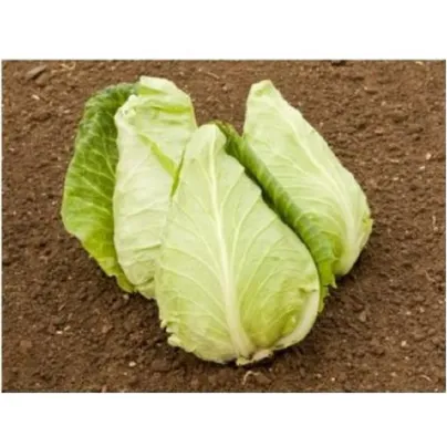BIO Zelí bílé Eersteling - Brassica oleracea - bio osivo zelí - 20 ks
