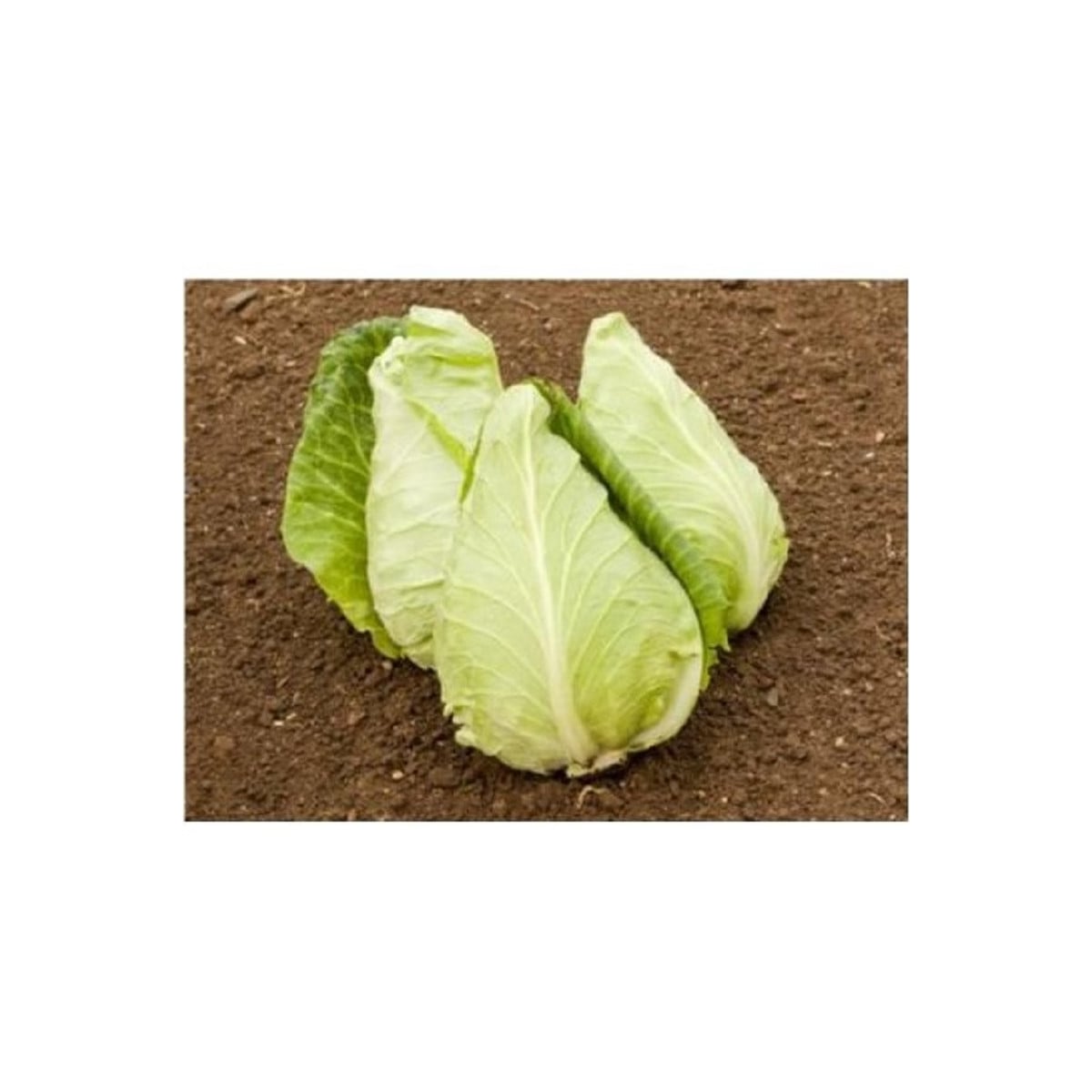 BIO Zelí bílé Eersteling - Brassica oleracea - bio osivo zelí - 20 ks