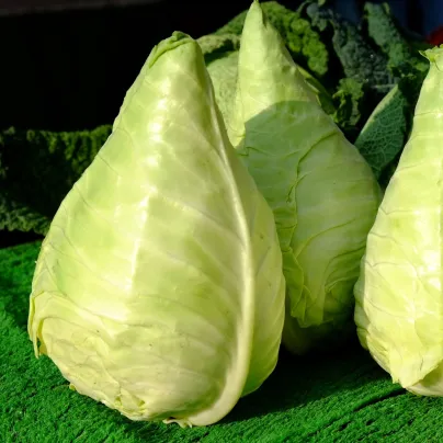 BIO Zelí bílé Eersteling - Brassica oleracea - bio osivo zelí - 20 ks