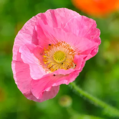 Mák Champagne Bubbles Pink - Papaver nudicaule - osivo máku - 20 ks