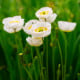 Mák Champagne Bubbles White - Papaver nudicaule - osivo máku - 20 ks