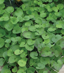 Stříbrný déšť Emerald Falls - Dichondra argentea - osivo stříbrného deště - 6 ks