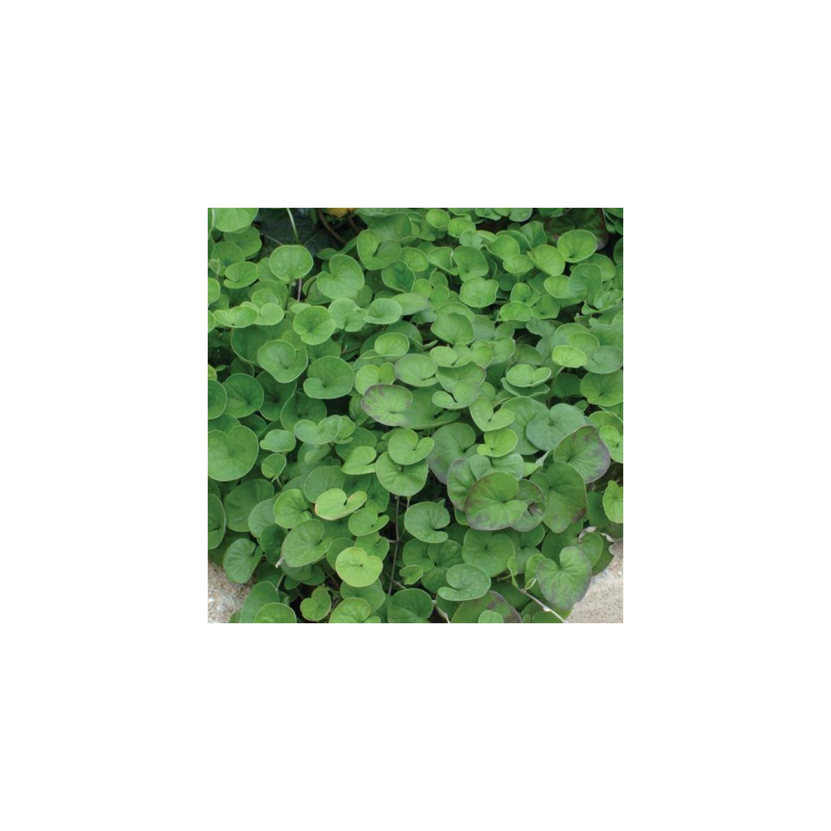 Stříbrný déšť Emerald Falls - Dichondra argentea - osivo stříbrného deště - 6 ks