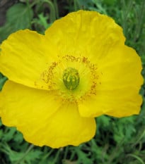 Mák Champagne Bubbles Yellow - Papaver nudicaule - osivo máku - 20 ks