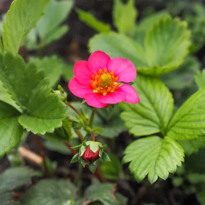 Jahodník stáleplodící Toscana F1 - Fragaria ananassa - osivo jahodníku - 10 ks