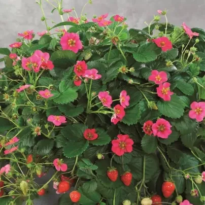 Jahodník stáleplodící Toscana F1 - Fragaria ananassa - osivo jahodníku - 10 ks
