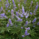 Drmek obecný - Mnišský pepř - Vitex agnus-castus - osivo drmku - 9 ks