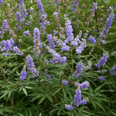 Drmek obecný - Mnišský pepř - Vitex agnus-castus - osivo drmku - 9 ks
