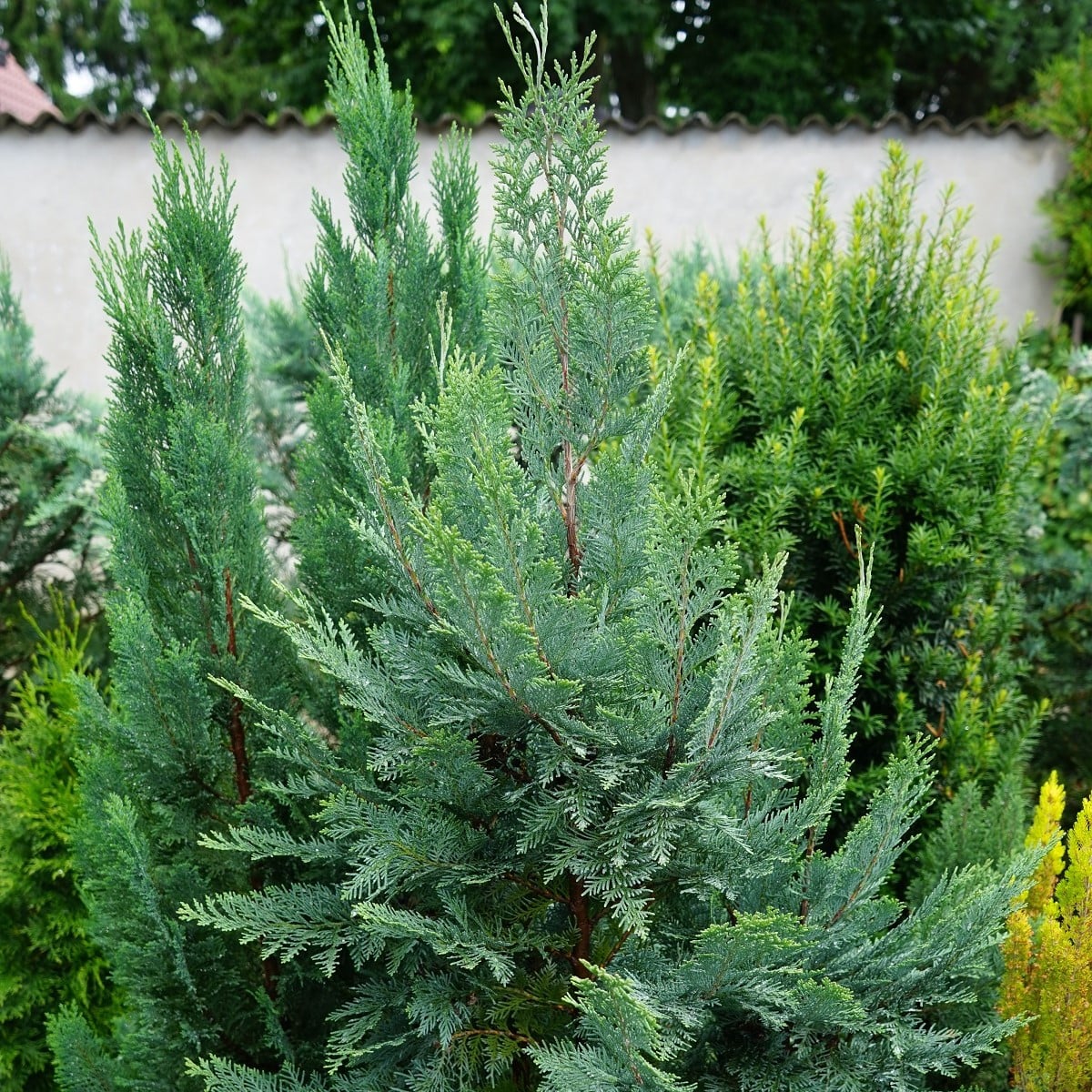 Cypřišek Lawsonův – Chamaecyparis lawsoniana – osivo cypřišku
