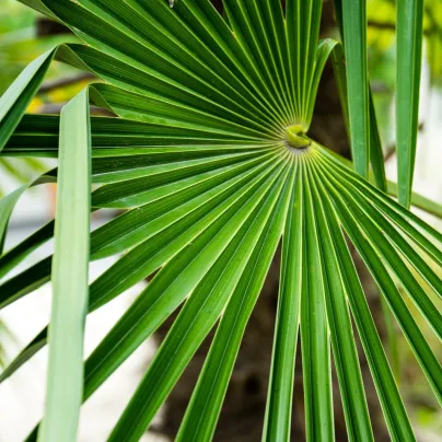 Palma konopná - Žumara ztepilá - Trachycarpus fortunei - osivo palmy - 2 ks